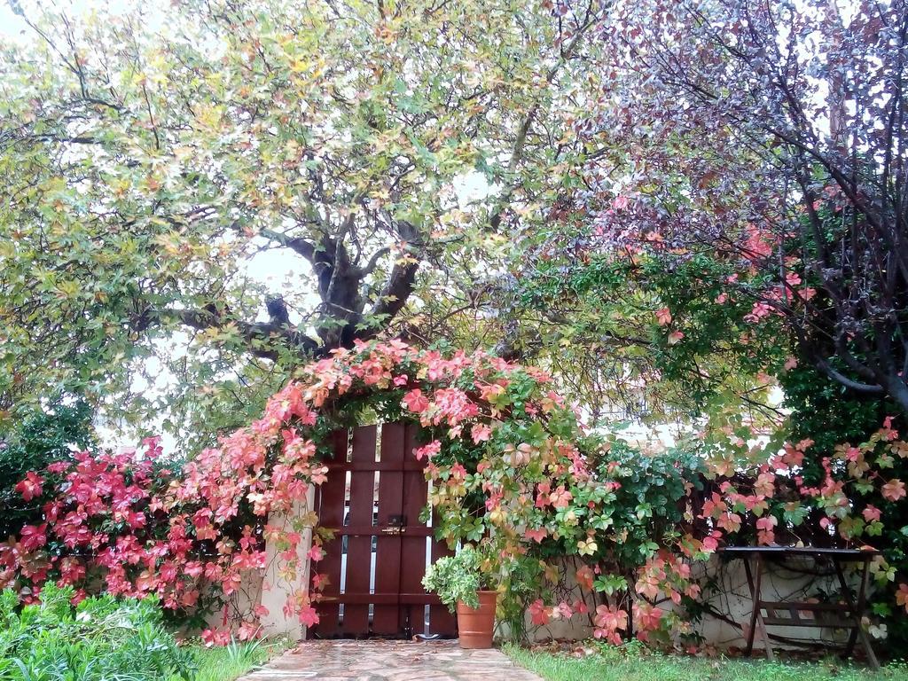 Villa The Platanus Tree Kato Vasiliki 外观 照片